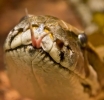 Florida: Hohe Summen für Bejagung invasiver Pythons